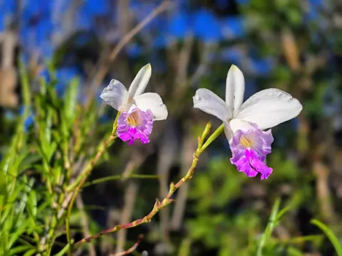 Maiko St, Pahoa, HI 96778