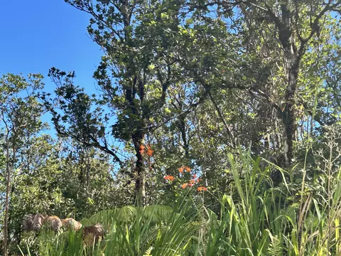 Kaleponi Dr, Volcano, HI 96785