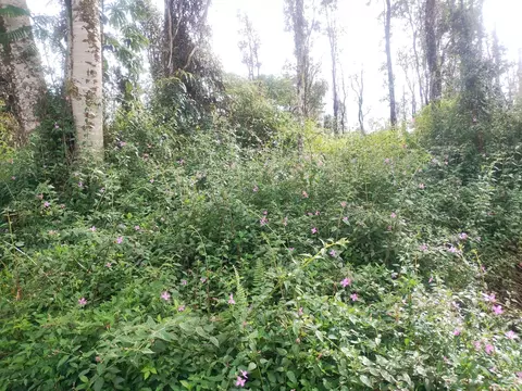 Pahoa Rd, Pahoa, HI 96778