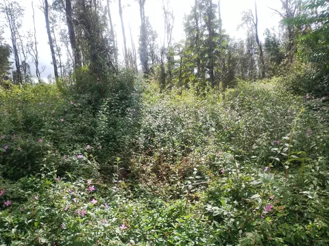 Pahoa Rd, Pahoa, HI 96778