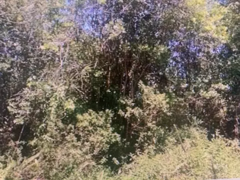 Road 10, Volcano, HI 96785