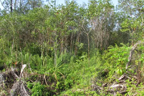 Silversword Dr, Pahoa, HI 96778
