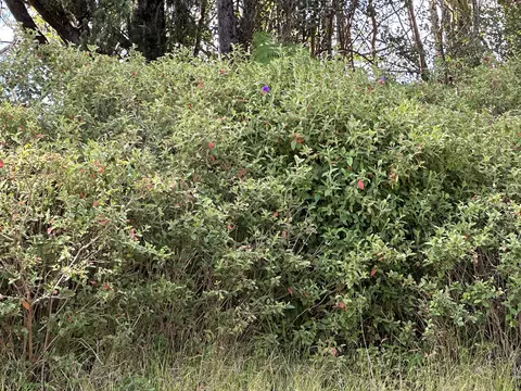 Niihau Rd, Pahoa, HI 96778