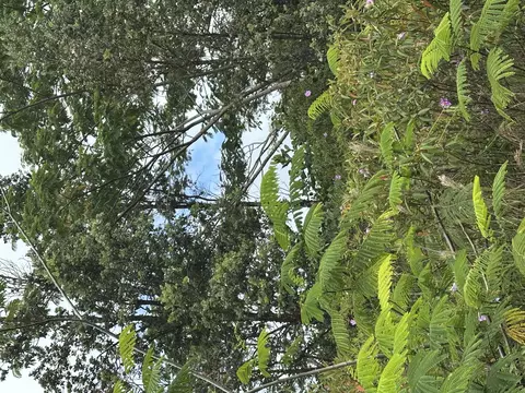 Niihau Rd, Pahoa, HI 96778