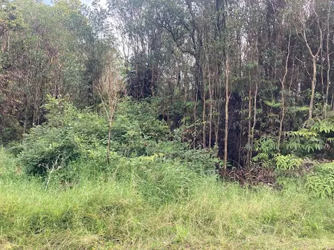 Road 5, Volcano, HI 96785 photo 4