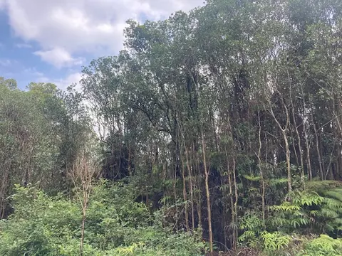 Road 5, Volcano, HI 96785 photo 5