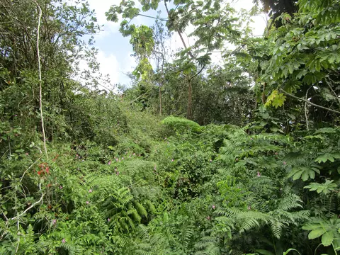 Flower Rd, Pahoa, HI 96778