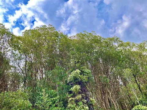 Road 4, Volcano, HI 96785