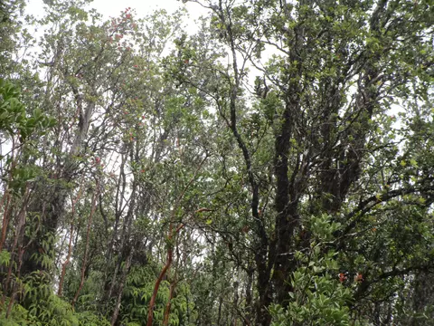 Kaleponi Dr, Volcano, HI 96785