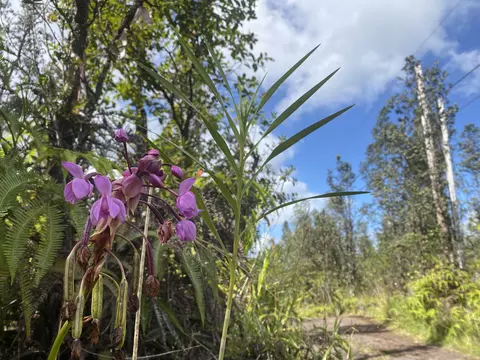 Road 6, Mountain View, HI 96760