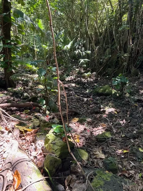 Undisclosed, Laupahoehoe, HI 96764