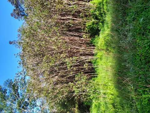 Road 10, Kurtistown, HI 96760