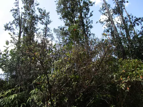 Pukalani Dr, Pahoa, HI 96778