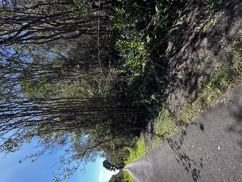 Road 5, Volcano, HI 96785