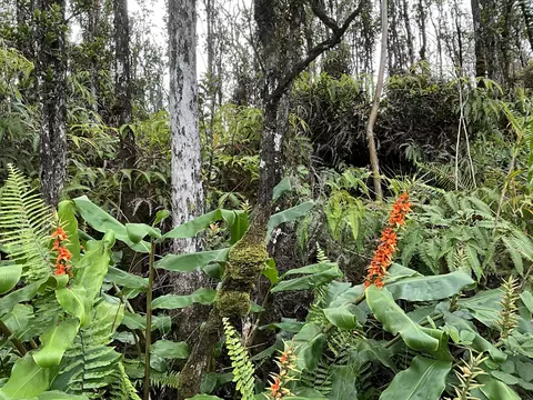 Makoa Rd, Volcano, HI 96785 photo 5
