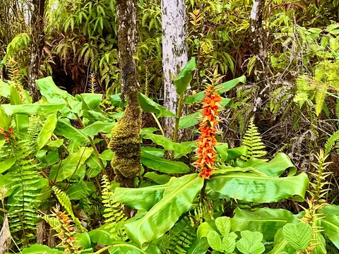 Makoa Rd, Volcano, HI 96785 photo 2