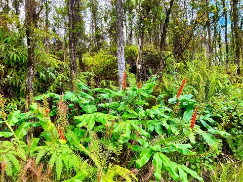 Makoa Rd, Volcano, HI 96785 photo 4