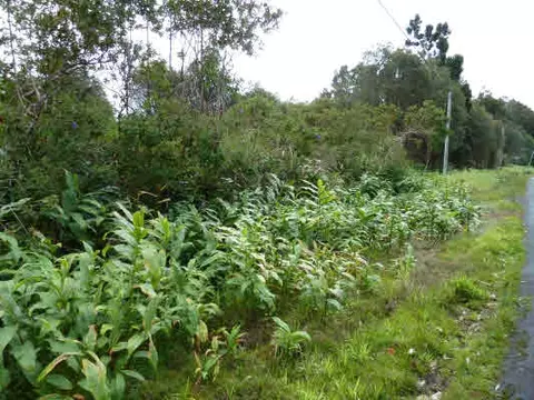 Volcano Rd, Volcano, HI 96785 photo 5