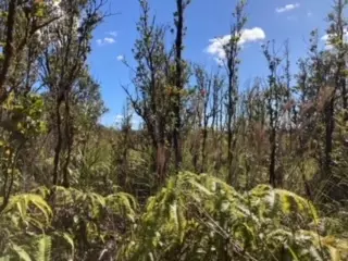 Laupaka Rd, Volcano, HI 96785