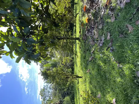 Pahoa Kalapana Rd, Pahoa, HI 96778