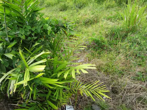 Undisclosed, Pepeekeo, HI 96783
