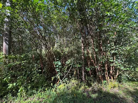 Puna St, Pahoa, HI 96778
