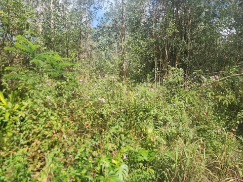 Aloha Dr, Kurtistown, HI 96760