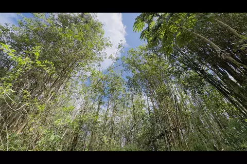 Hibiscus Dr, Pahoa, HI 96778