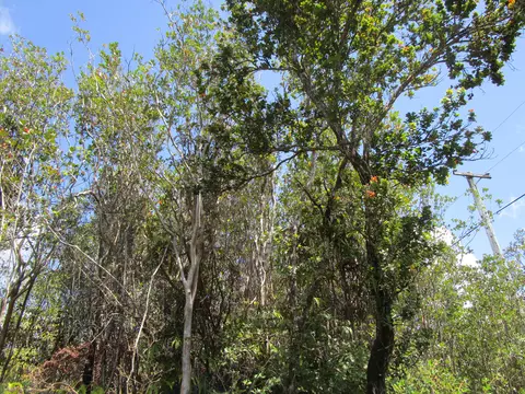 Noe Kuahiwi Rd, Volcano, HI 96785