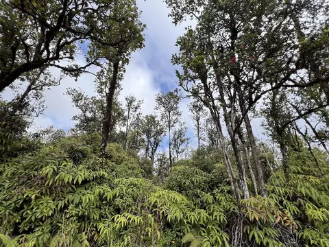 Wailele St, Mountain View, HI 96771