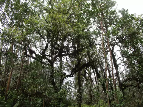 Road 4, Mountain View, HI 96760