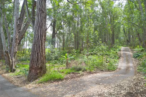 44-3895 Kukuipapa Rd, Paauilo, HI 96776