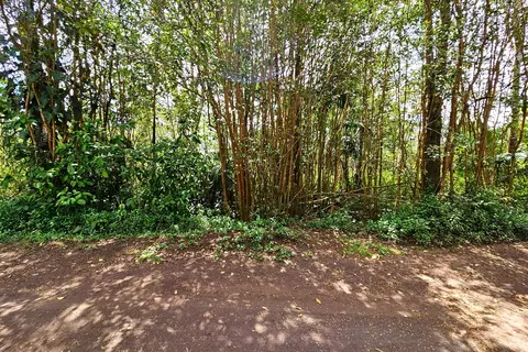 Silversword Ct, Kurtistown, HI 96760