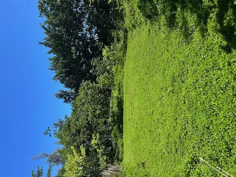 Kiawe Rd, Keaau, HI 96749