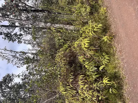 Road 6, Kurtistown, HI 96760