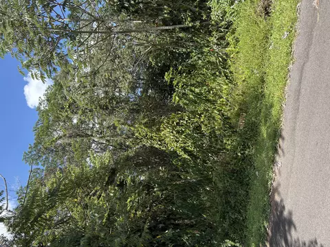 Anthurium Dr, Pahoa, HI 96778