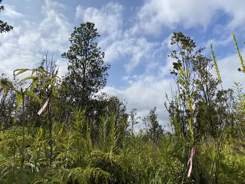 Kaleponi Dr, Volcano, HI 96785 photo 8
