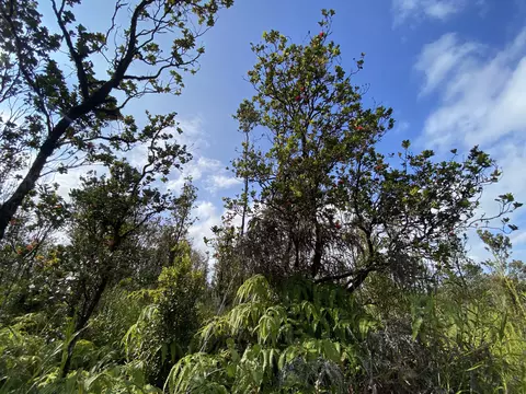 Kaleponi Dr, Volcano, HI 96785 photo 12
