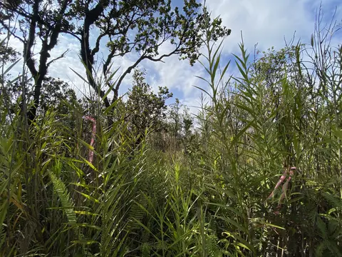 Kaleponi Dr, Volcano, HI 96785 photo 6