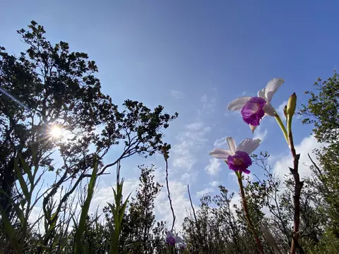 Kaleponi Dr, Volcano, HI 96785