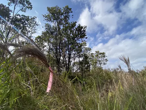 Kaleponi Dr, Volcano, HI 96785 photo 9