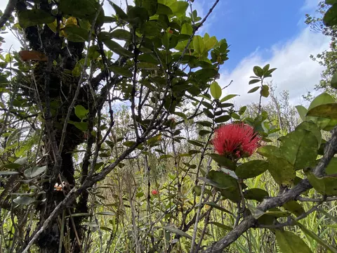 Kaleponi Dr, Volcano, HI 96785 photo 2