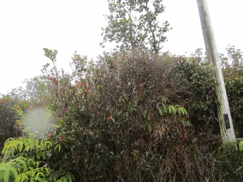 Manini Cir, Mountain View, HI 96771