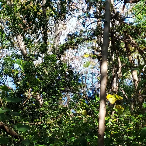 Kuahewa Rd, Holualoa, HI 96725