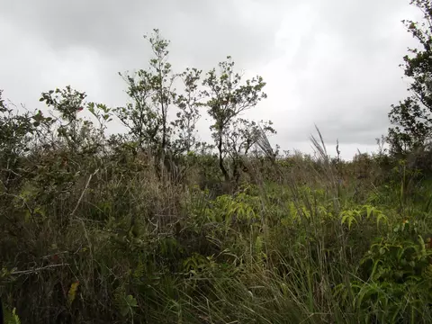 Omeka Rd, Volcano, HI 96785