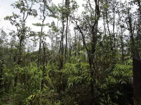 Road 9, Kurtistown, HI 96760