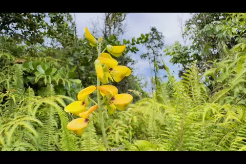 Lemiwai Rd, Keaau, HI 96749