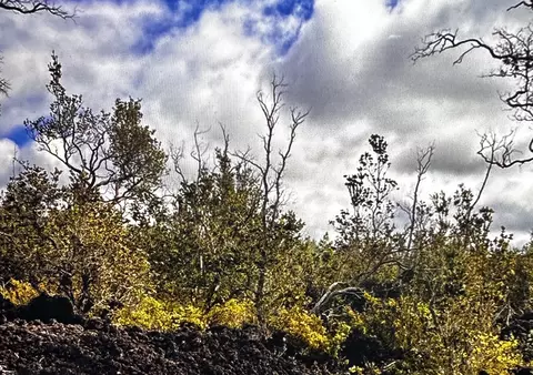 Tree Fern Ln, Ocean View, HI 96737