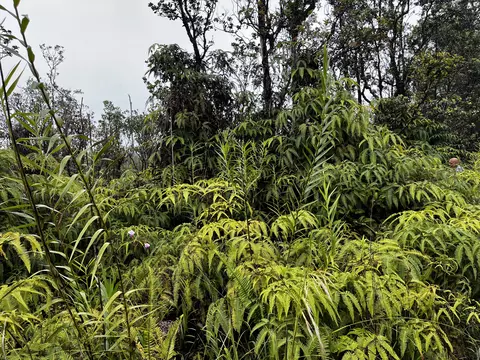 Kaleponi Dr, Volcano, HI 96785