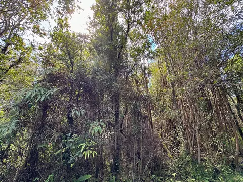 Road 11, Volcano, HI 96785